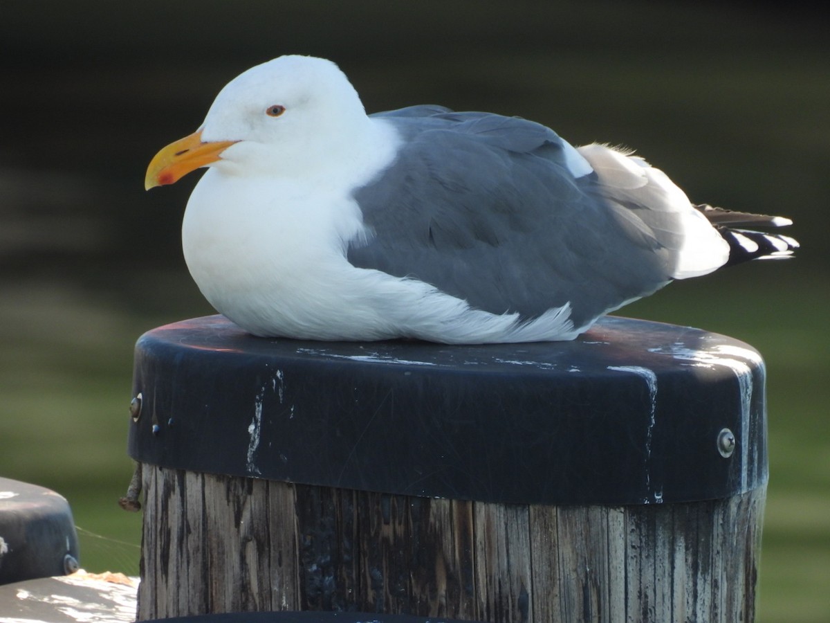 Western Gull - ML643745924