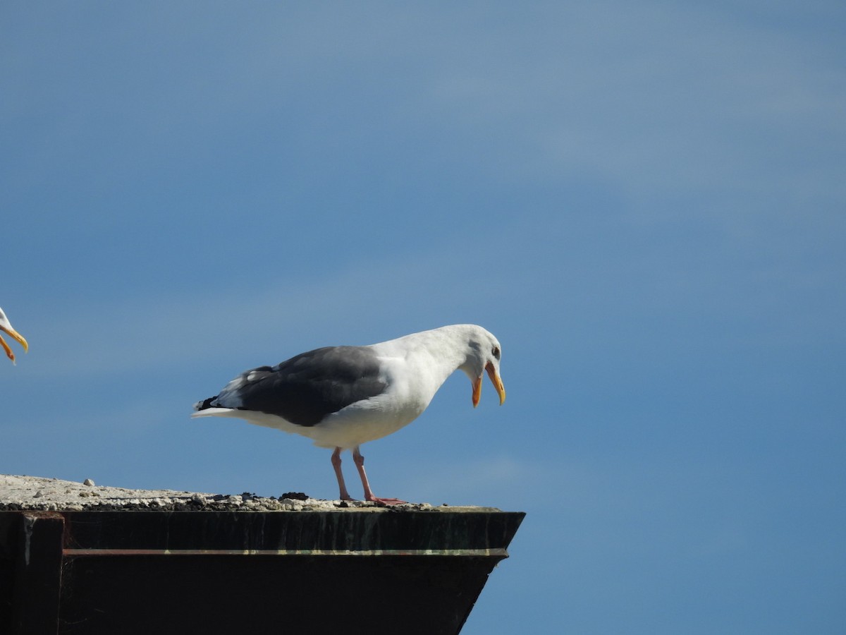 Western Gull - ML643745925