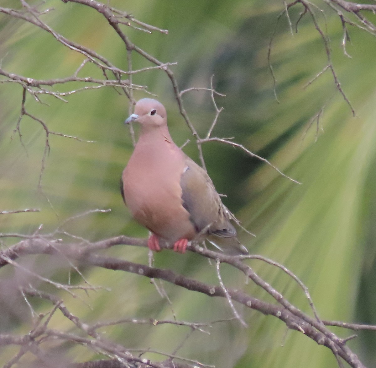 Eared Dove - ML643745927