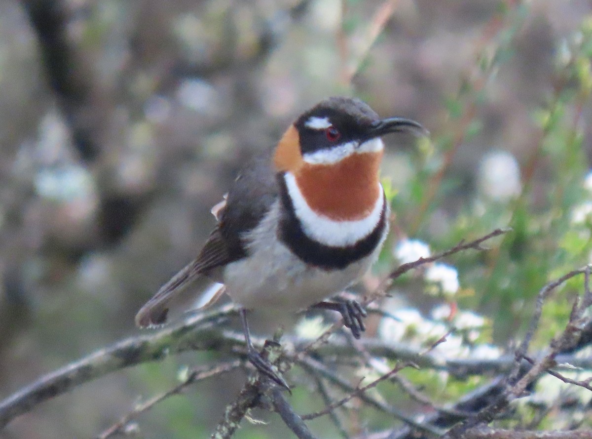 Western Spinebill - ML643745928