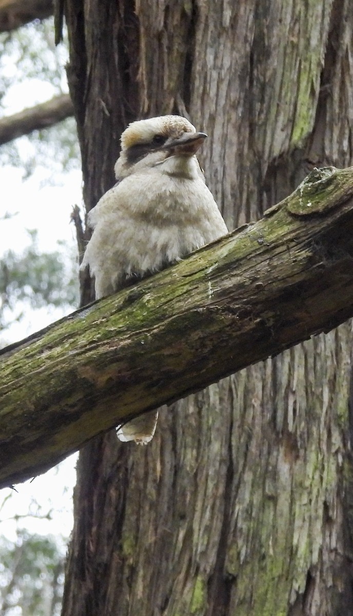 Laughing Kookaburra - ML643745929