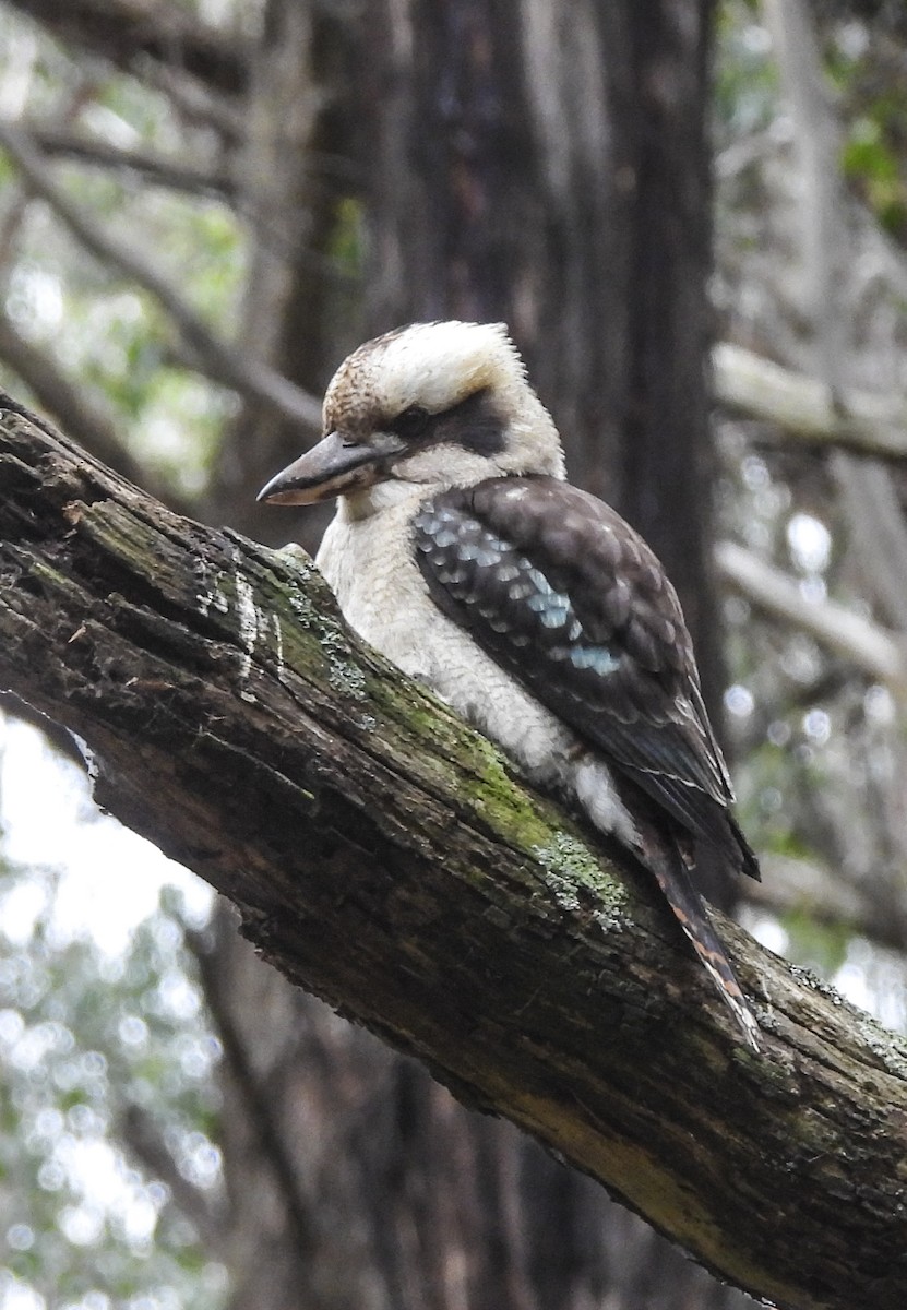 Laughing Kookaburra - ML643745930