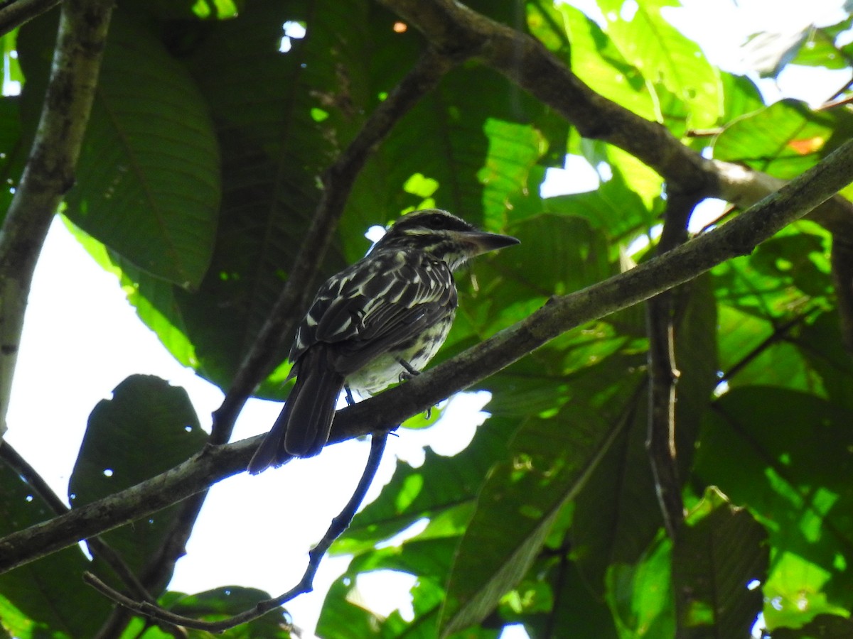 Streaked Flycatcher - ML643745931