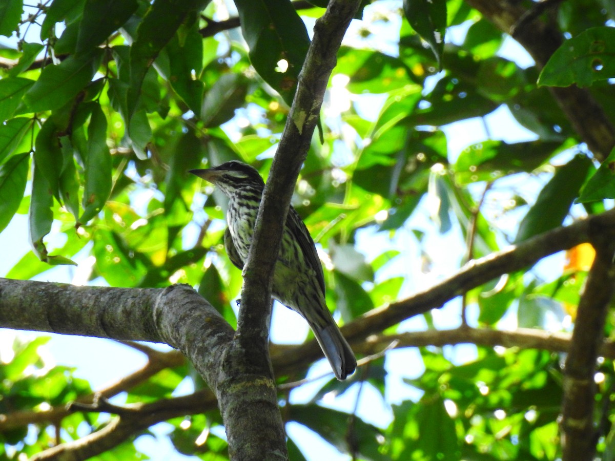Streaked Flycatcher - ML643745932