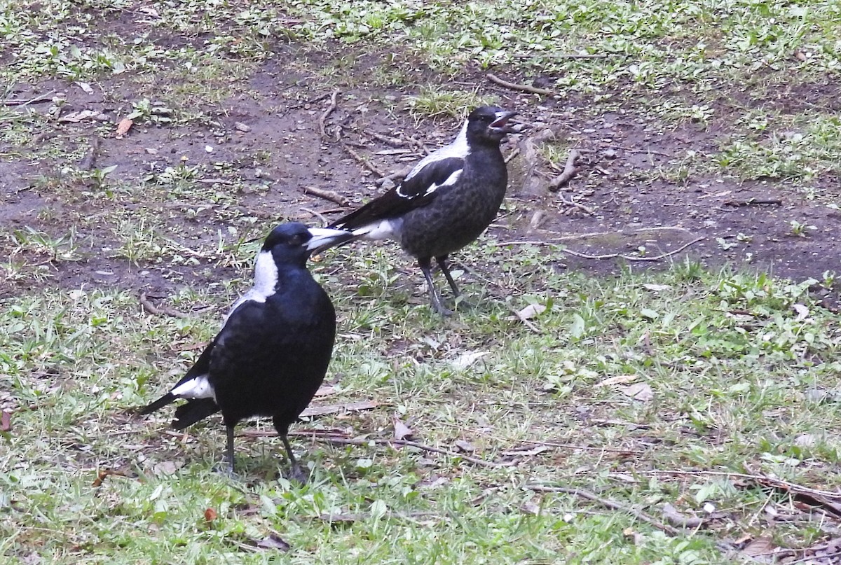 Australian Magpie - ML643745933