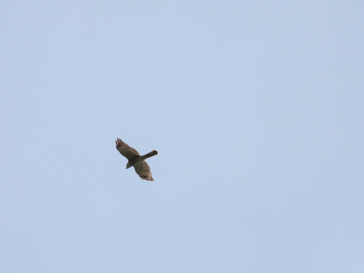 Chinese Sparrowhawk - ML643745940