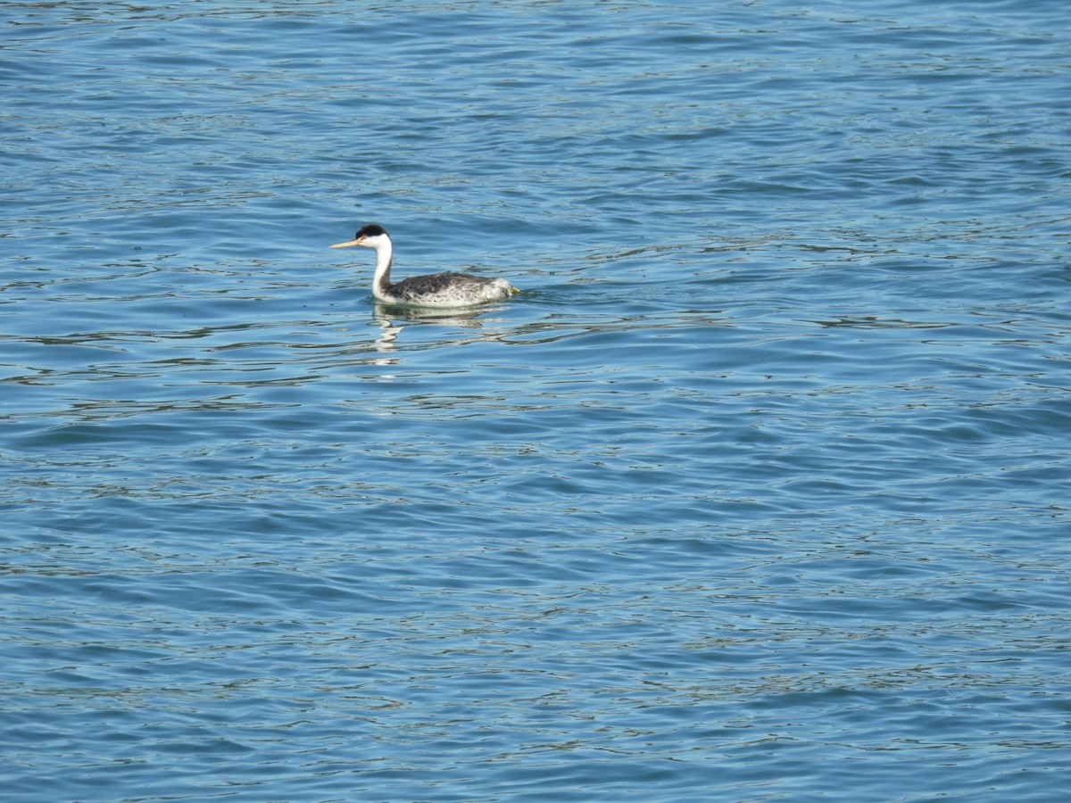 Western Grebe - ML643745941