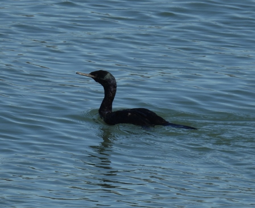 Pelagic Cormorant - ML643745943