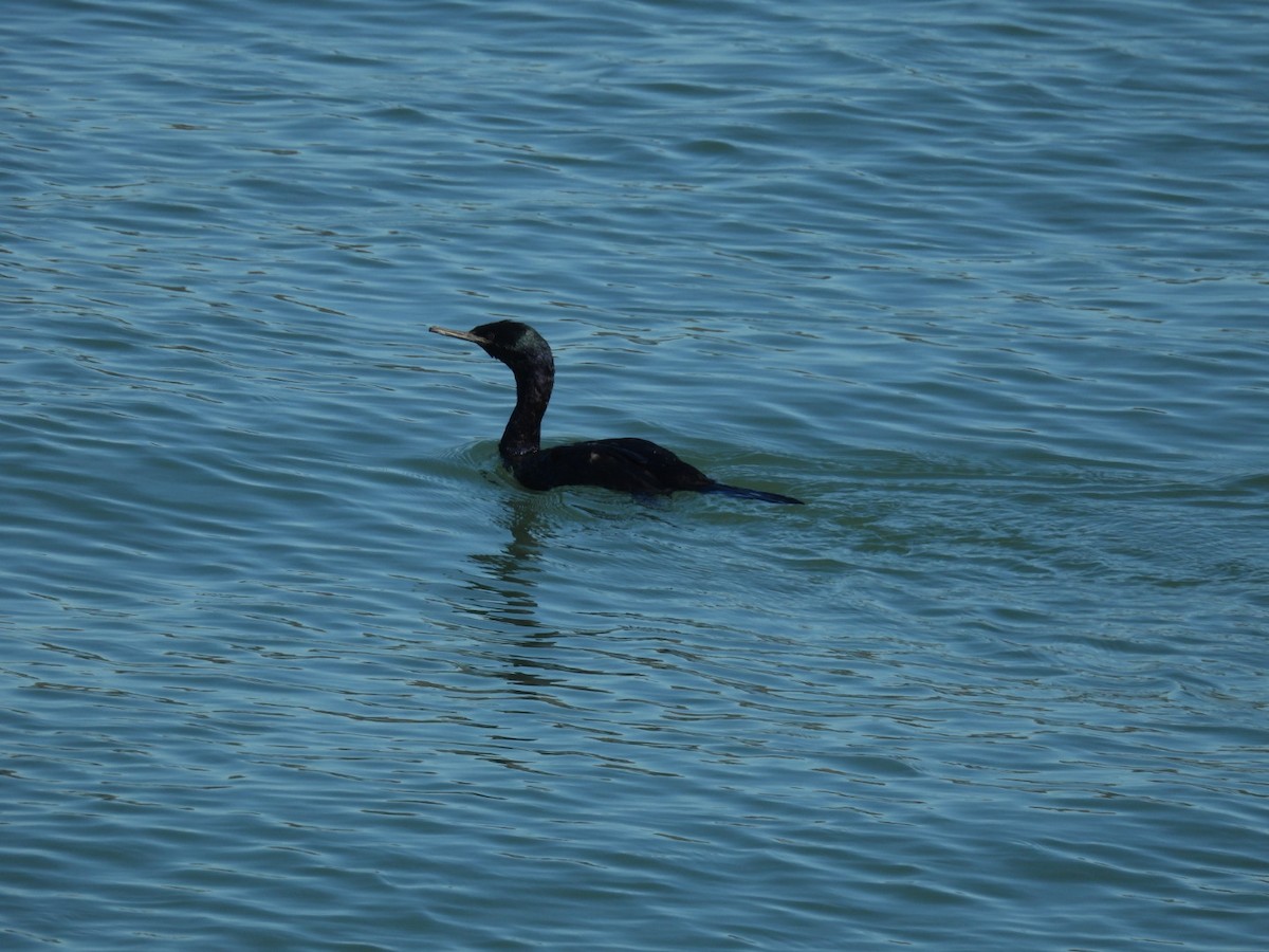 Pelagic Cormorant - ML643745944