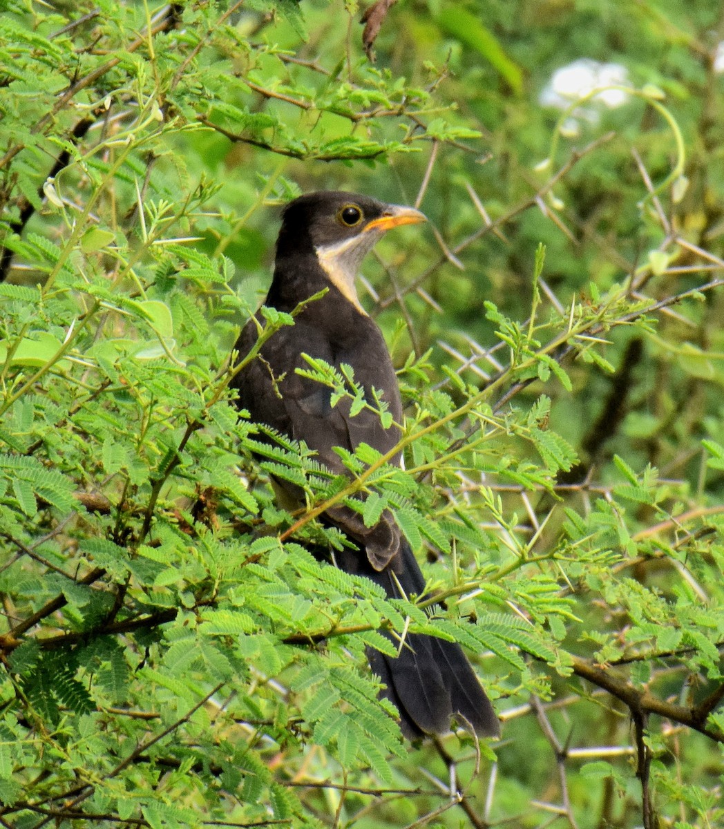 Pied Cuckoo - ML643745945