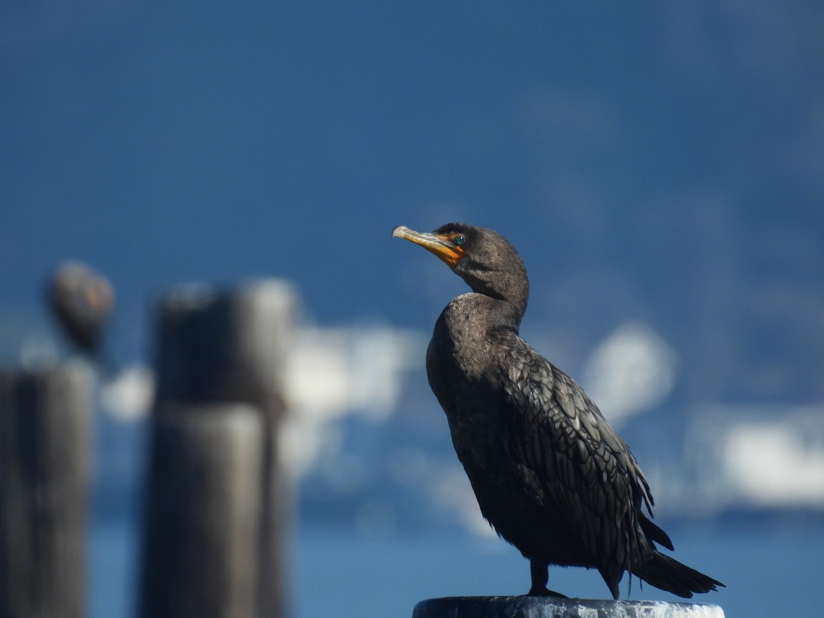 Double-crested Cormorant - ML643745952