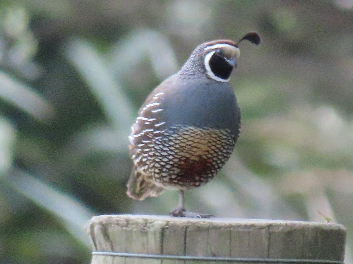 California Quail - ML643745953