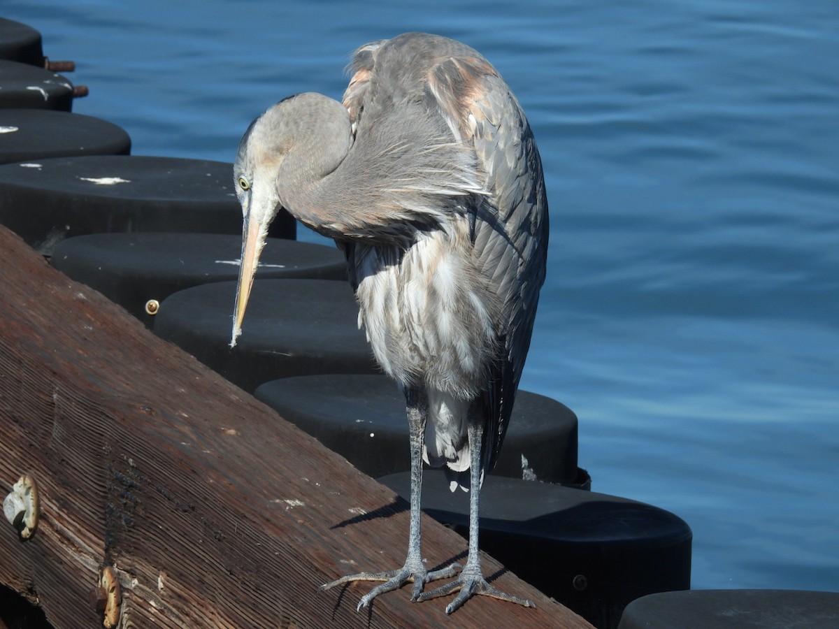Great Blue Heron - ML643745955