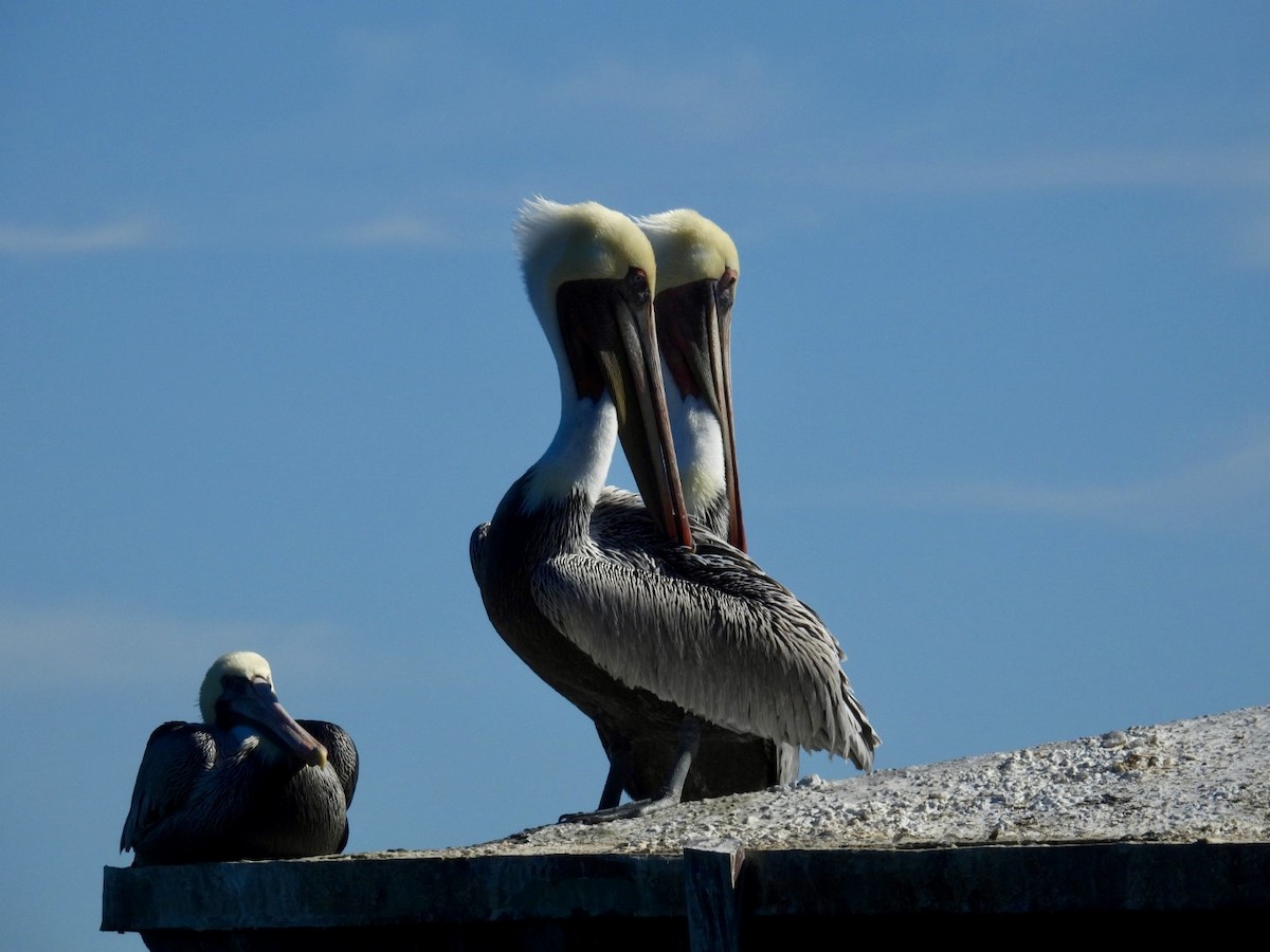 Brown Pelican - ML643745963