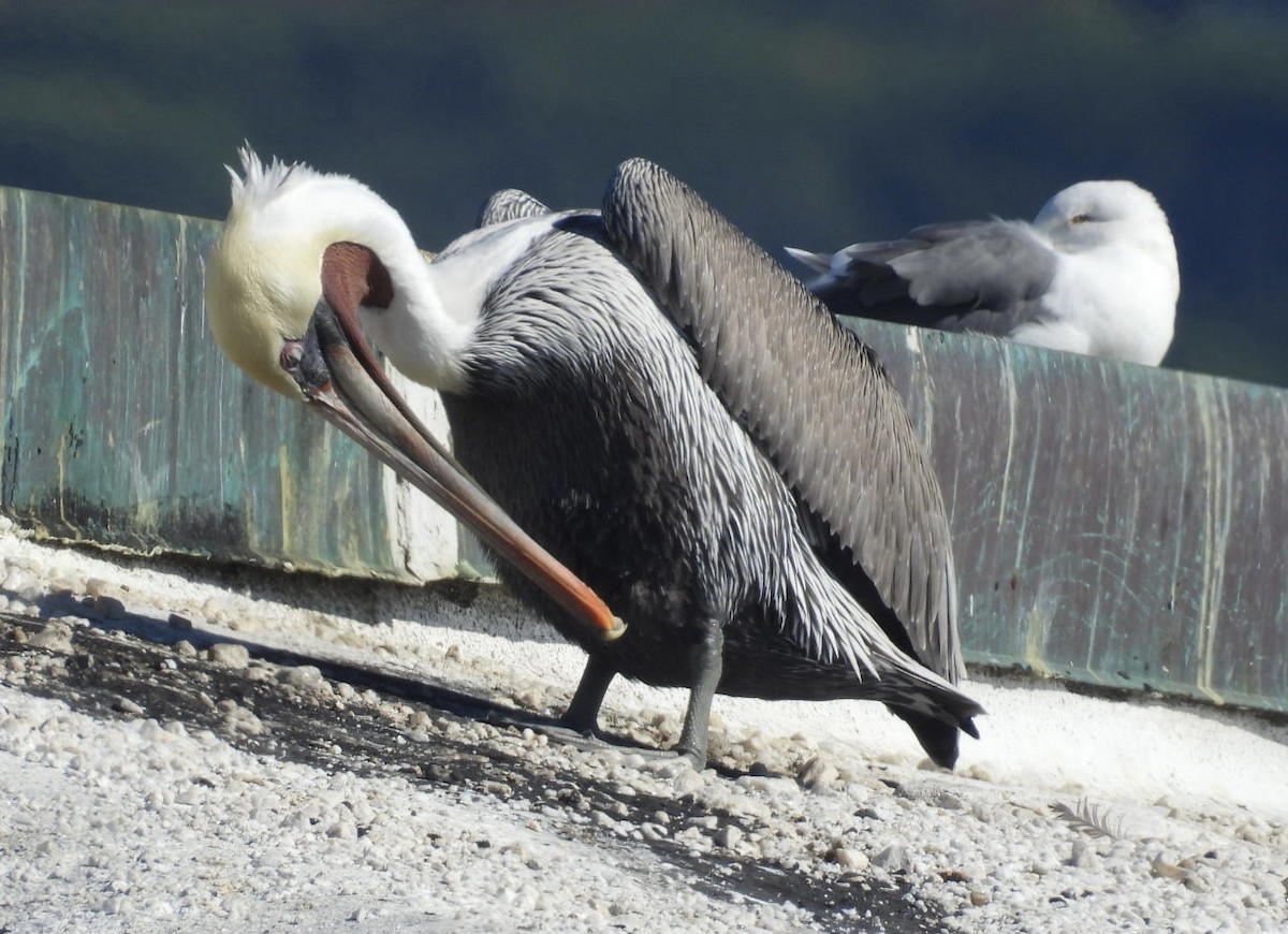 Brown Pelican - ML643745964