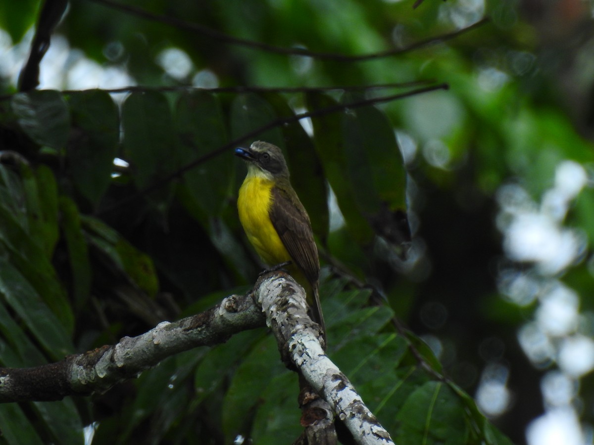 Gray-capped Flycatcher - ML643745965