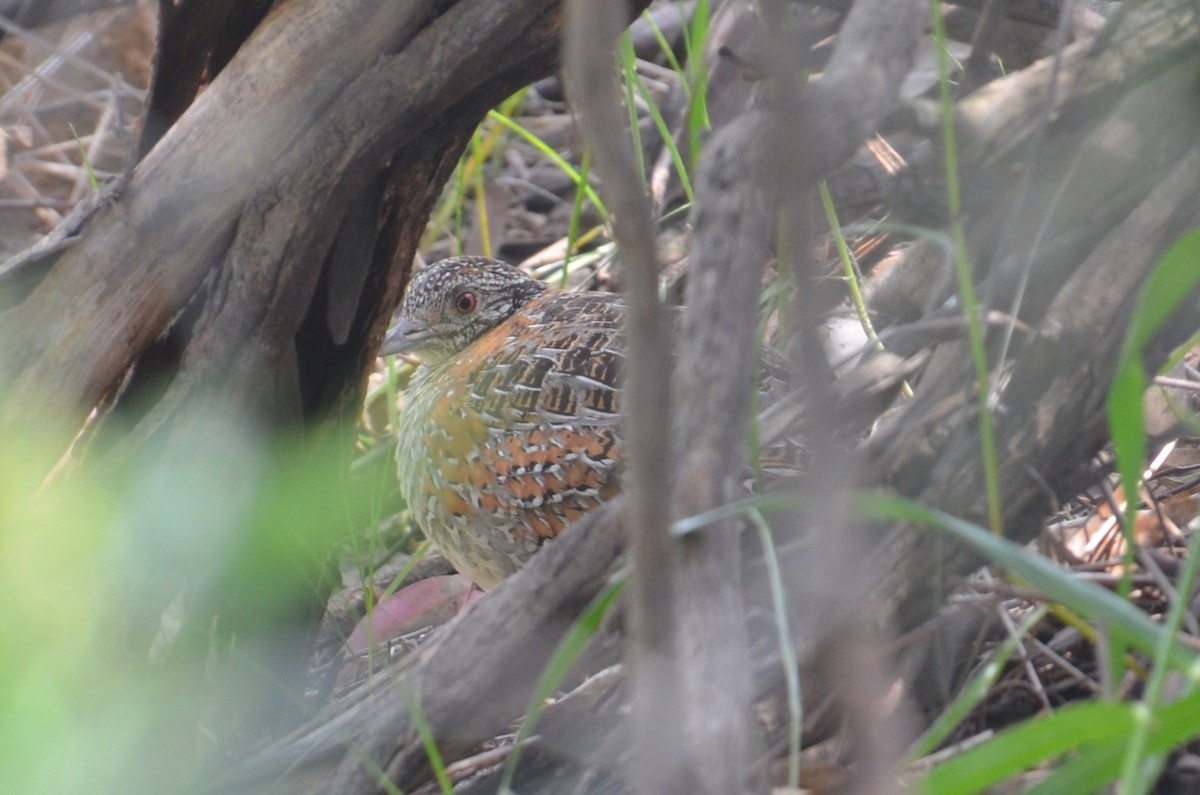 Painted Buttonquail - ML643745969