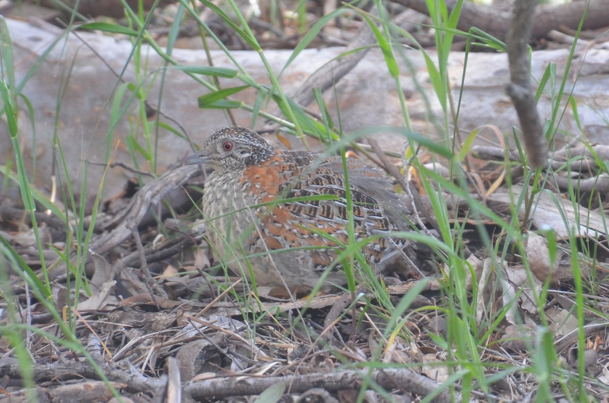 Painted Buttonquail - ML643745980