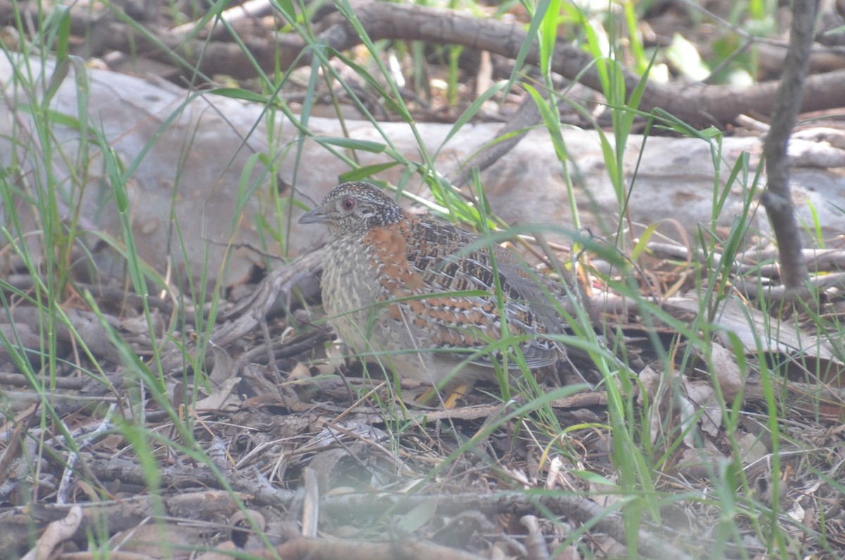 Painted Buttonquail - ML643745981
