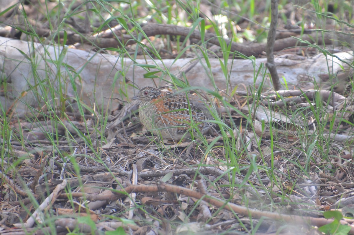 Painted Buttonquail - ML643745987