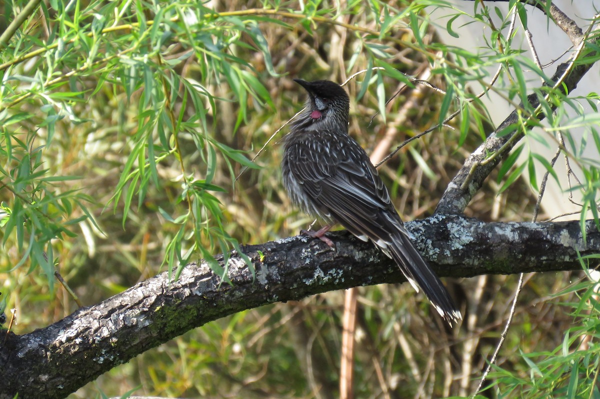 laločnatka jihoaustralská - ML643745988