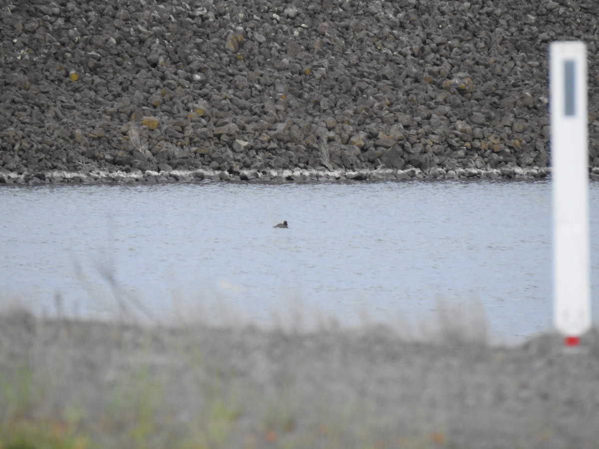 duck sp. - ML643745993