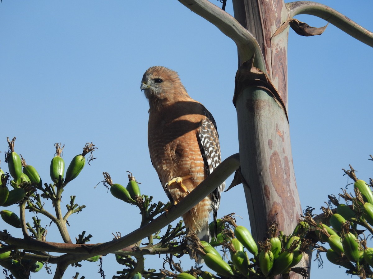 Red-shouldered Hawk - ML643745995