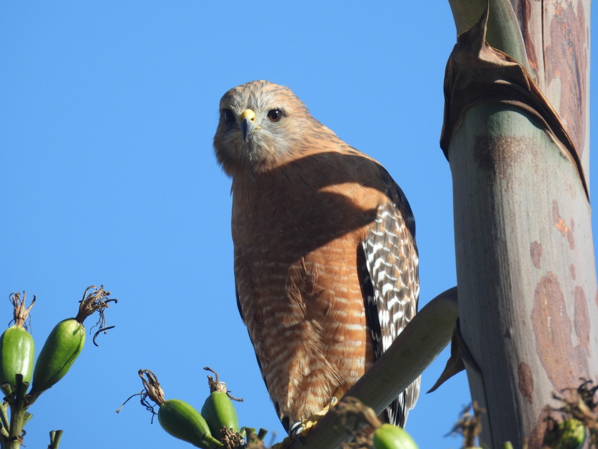 Red-shouldered Hawk - ML643745996