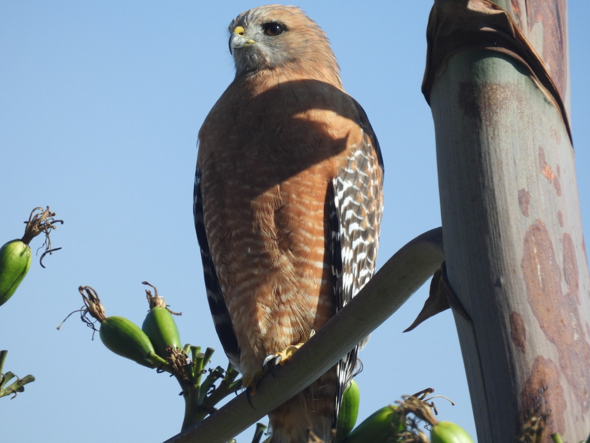 Red-shouldered Hawk - ML643745997