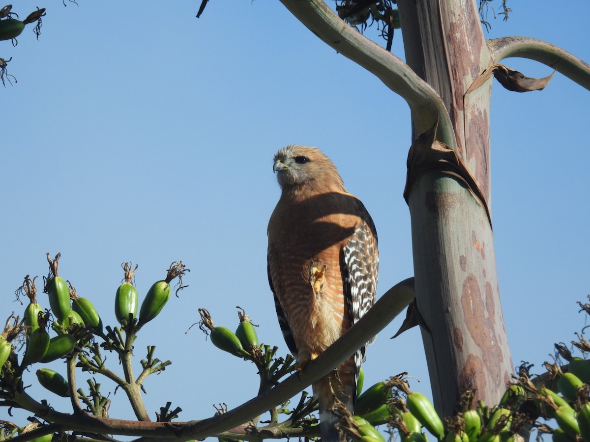 Red-shouldered Hawk - ML643745998
