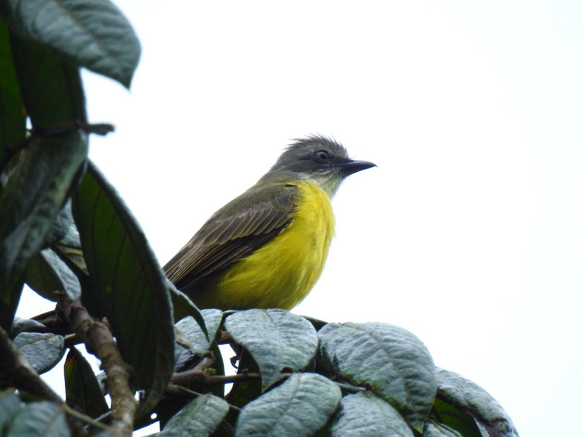 Gray-capped Flycatcher - ML643746012