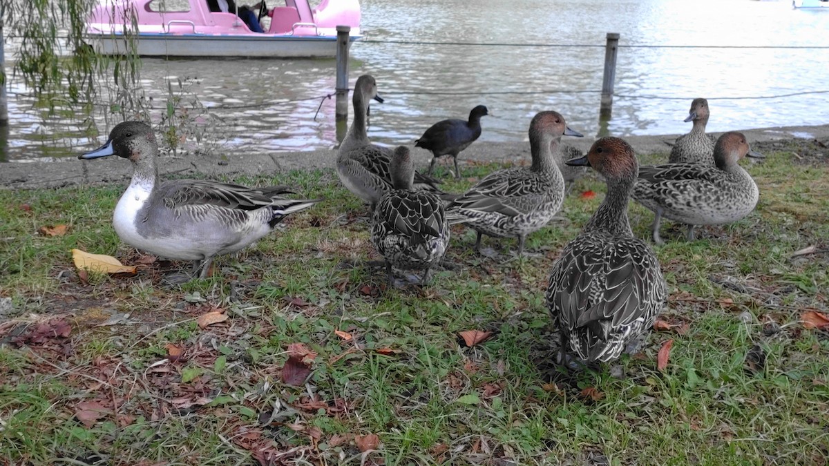 stjertand - ML643746038