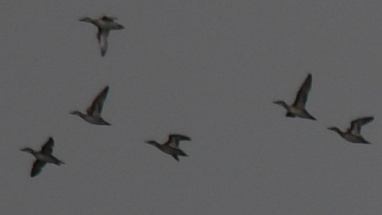 duck sp. - ML643746039