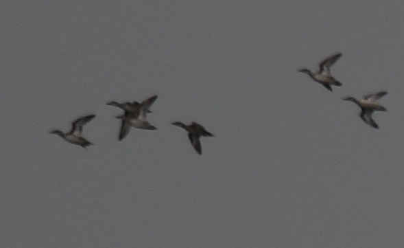 duck sp. - ML643746040