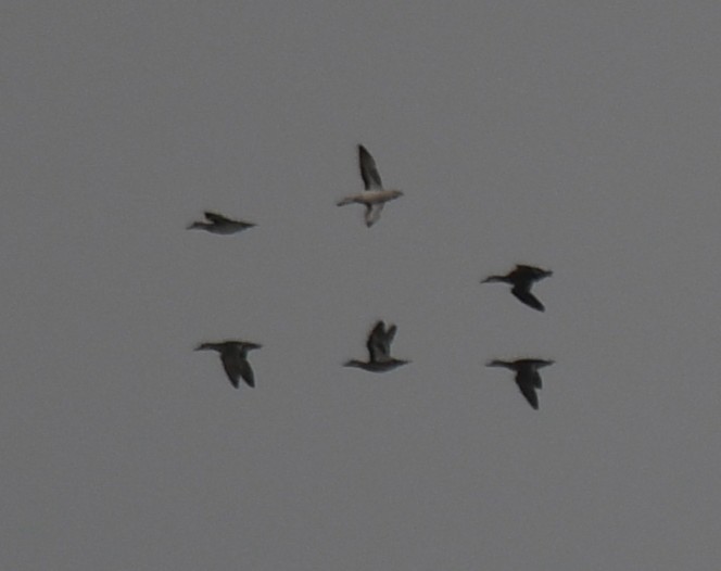duck sp. - ML643746042