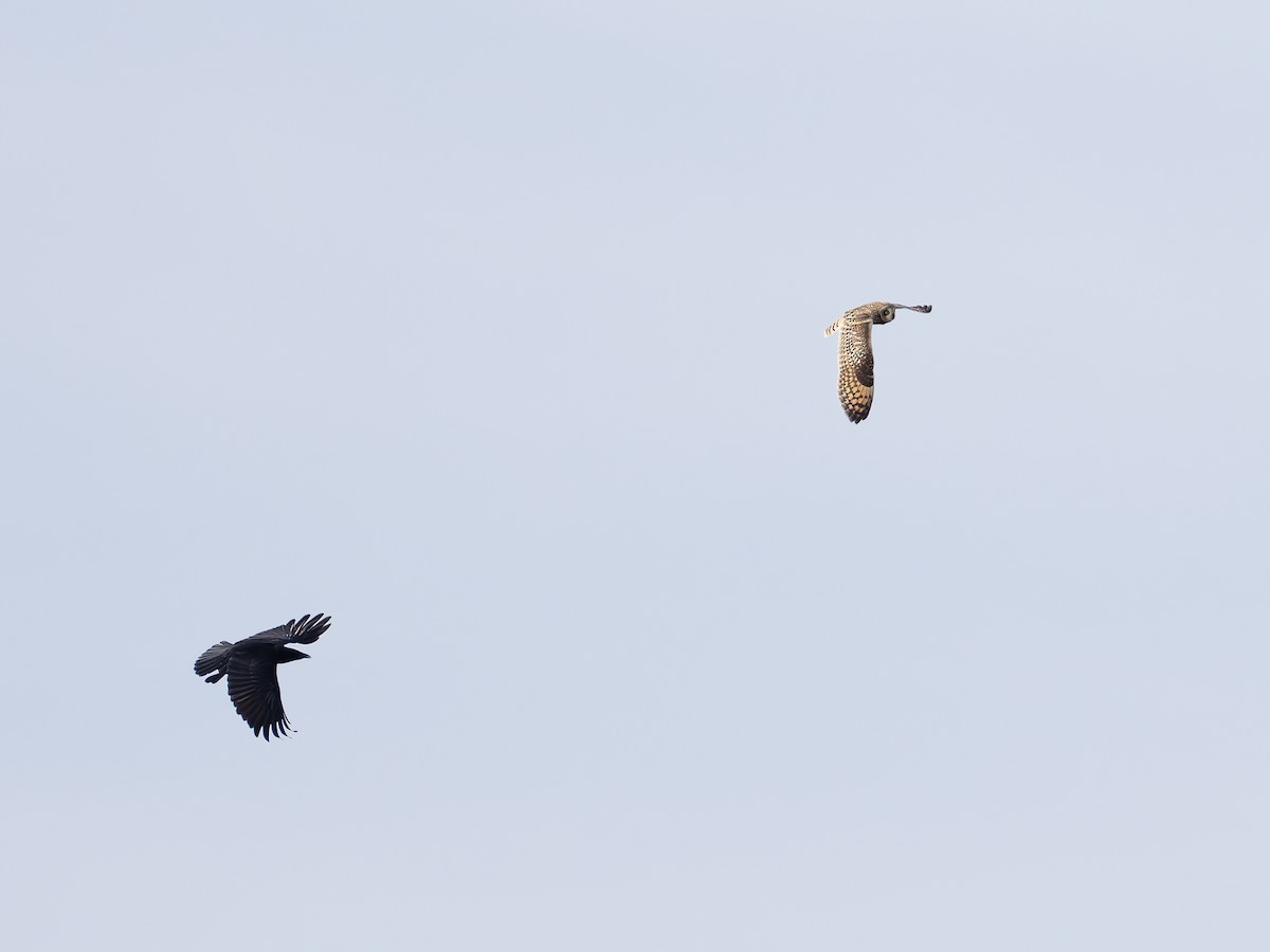 Short-eared Owl - ML643746048