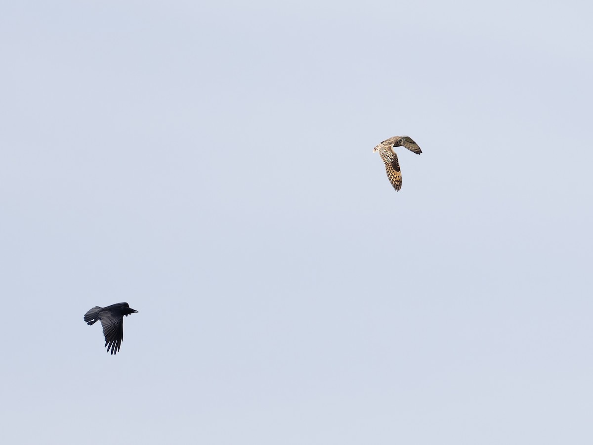 Short-eared Owl - ML643746049