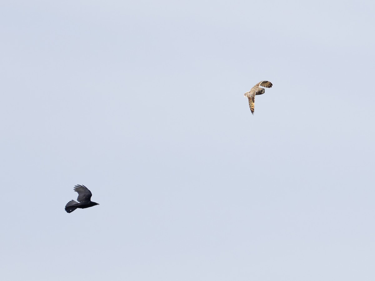 Short-eared Owl - ML643746050