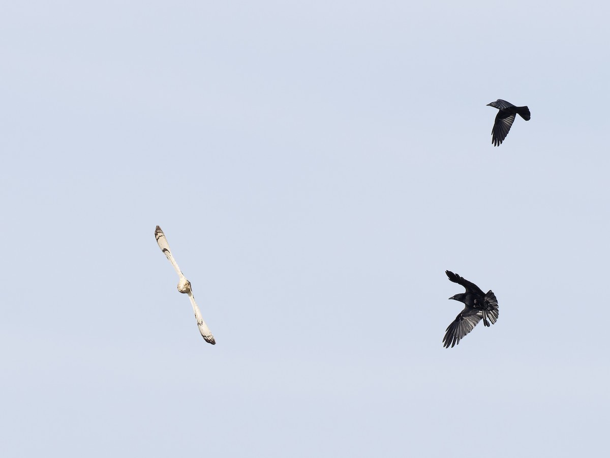Short-eared Owl - ML643746053