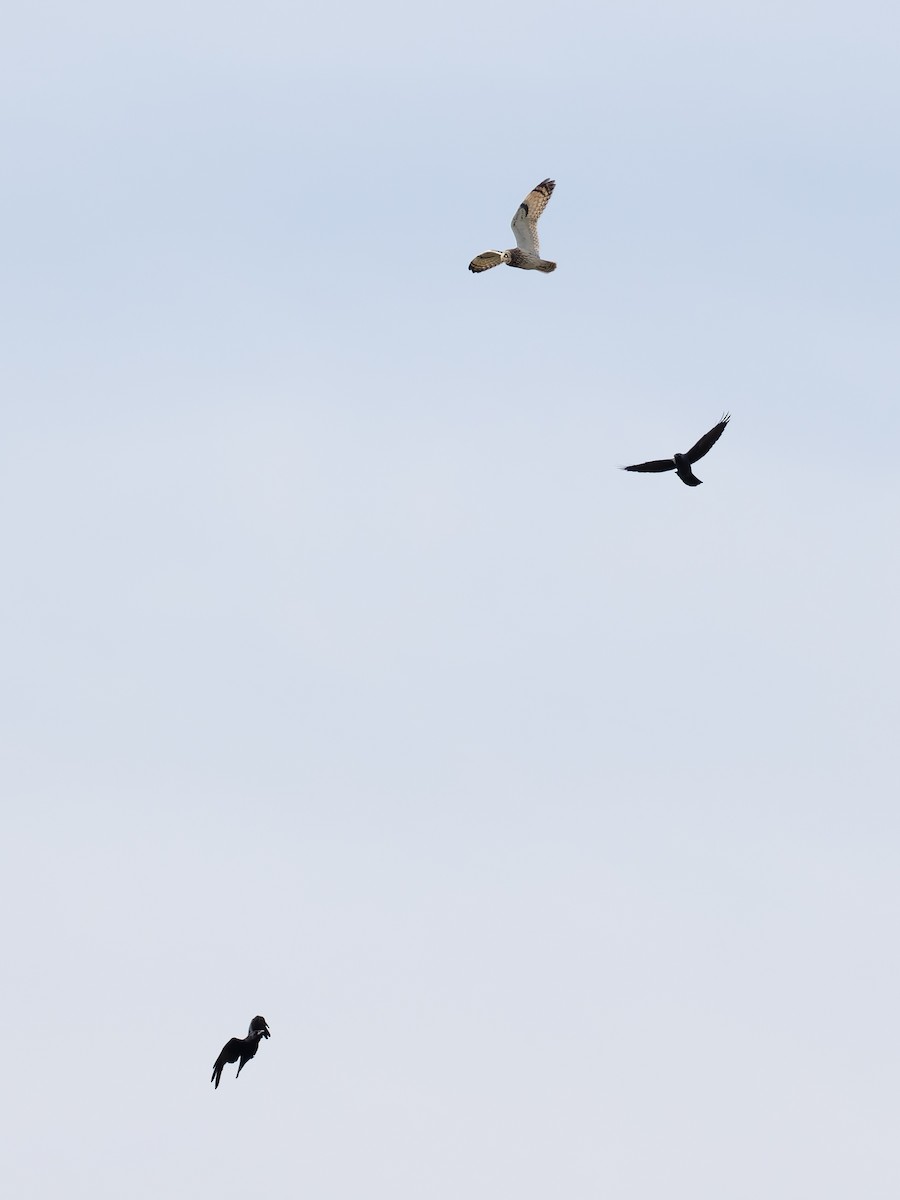 Short-eared Owl - ML643746054