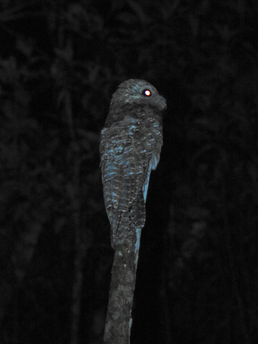 Great Potoo - ML643746056