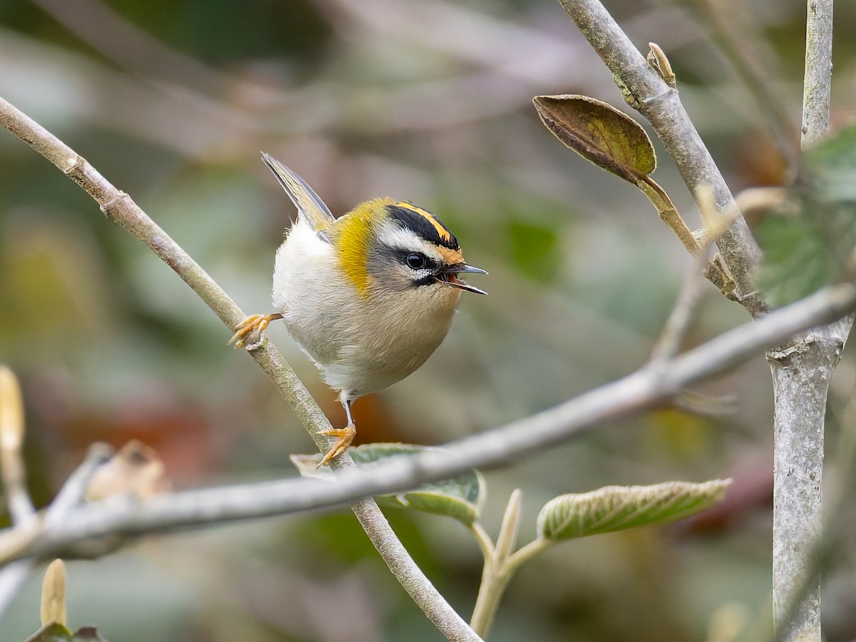 Common Firecrest - ML643746057