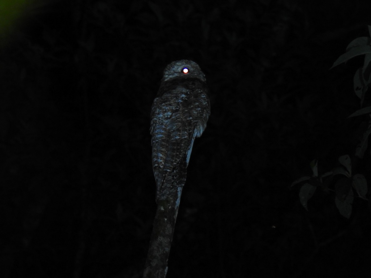 Great Potoo - ML643746068