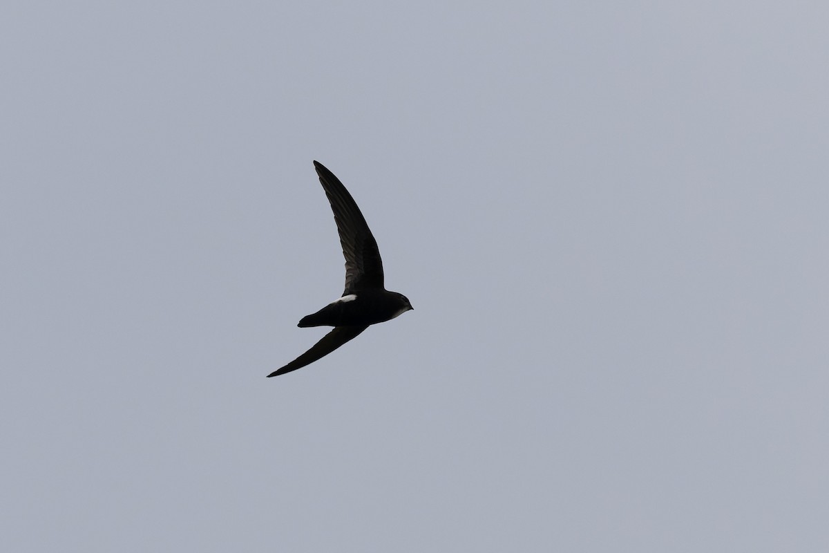 House Swift - ML643746080