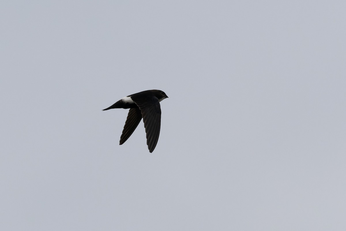 House Swift - ML643746081