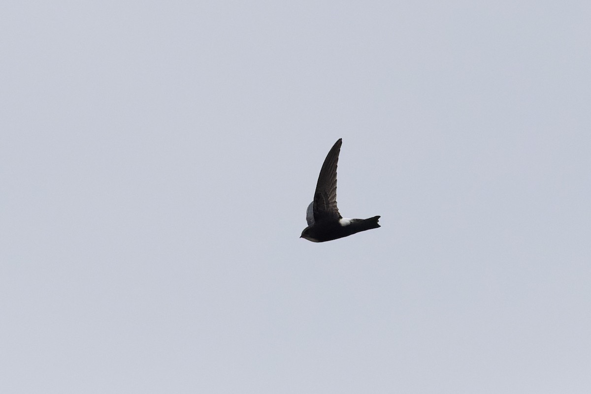 House Swift - ML643746082