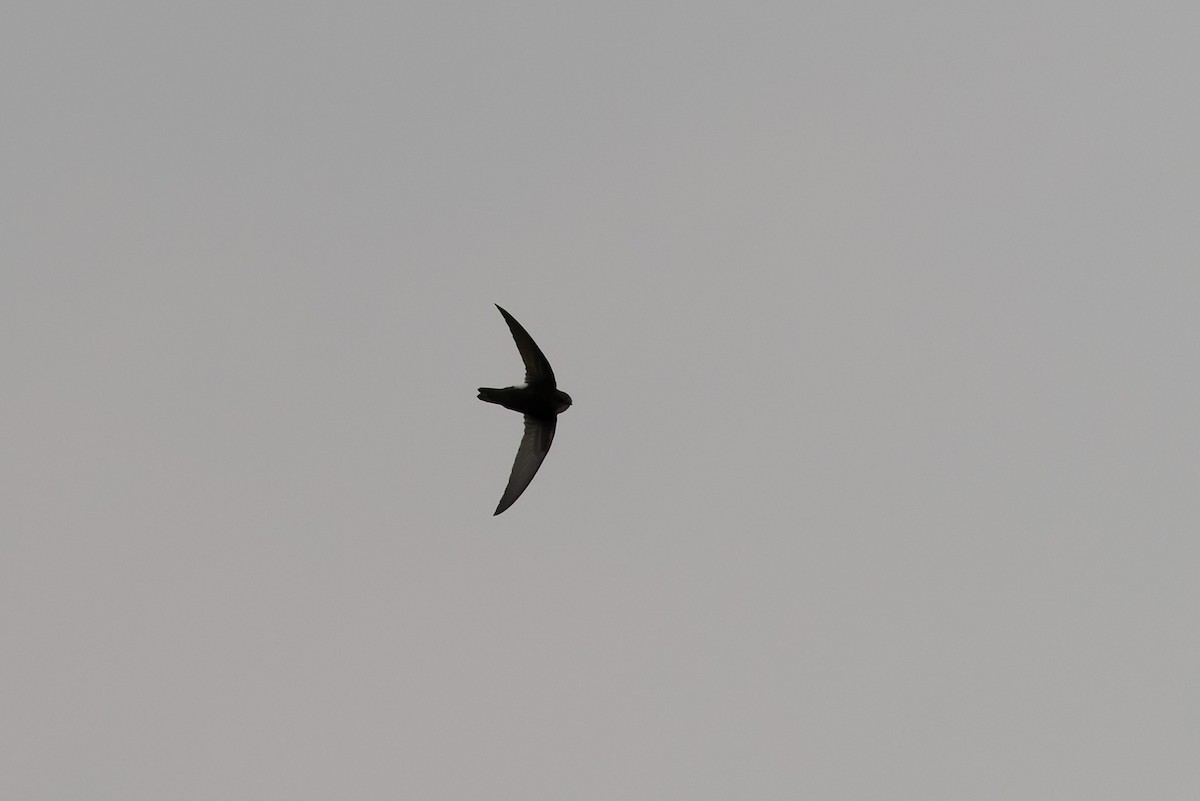 House Swift - ML643746083