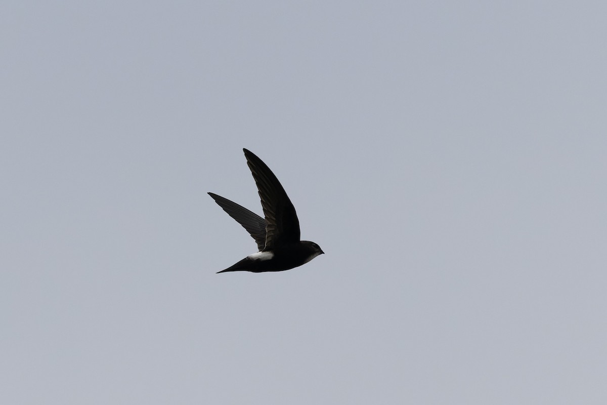 House Swift - ML643746084