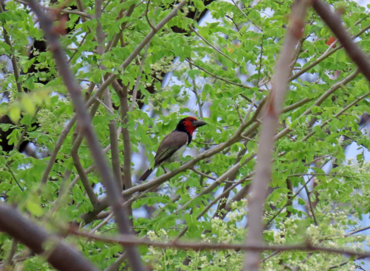 Black-collared Barbet - ML643746088