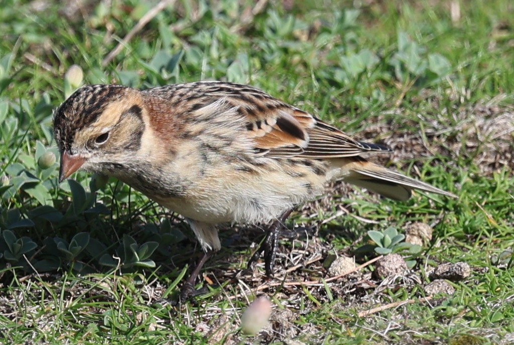 Lapland Longspur - ML643746096